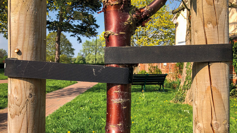 Young Tree Establishment